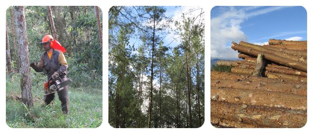 collage-forestal.jpg