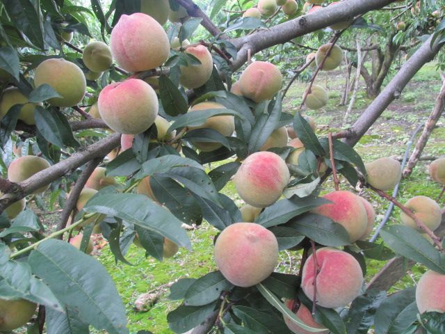 En Norte de Santander se fortalecen los procesos productivos de frutas y hortalizas