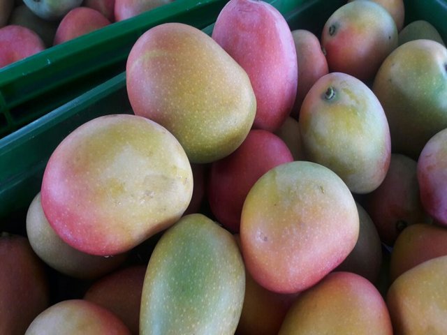 El ICA continúa trabajando con los productores de mango 
