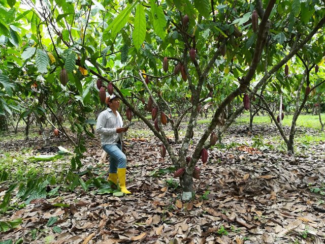 Arauca tiene 20 predios certificados en Buenas Prácticas Agrícolas y Ganaderas