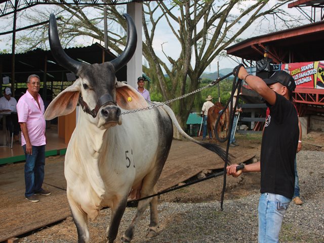 Cerca de 20 mil predios agropecuarios en Colombia sin restricción sanitaria para fortalecer la economía nacional