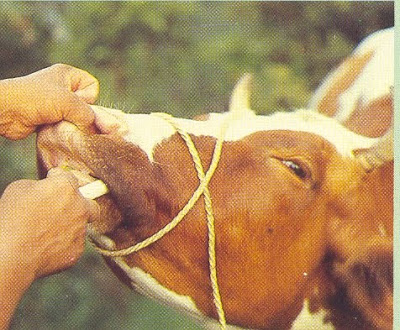 El ICA establece el sistema nacional de farmacovigilancia para medicamentos y biológicos de uso veterinario