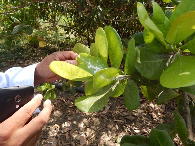 Inicia última fase de la emergencia fitosanitaria por la mota de la Guayaba
