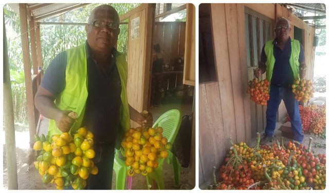 Cultivos de chontaduro en el Chocó son inspeccionados por el ICA 