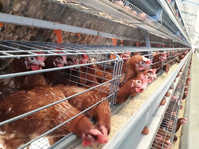 Bioseguridad granja avícola Córdoba