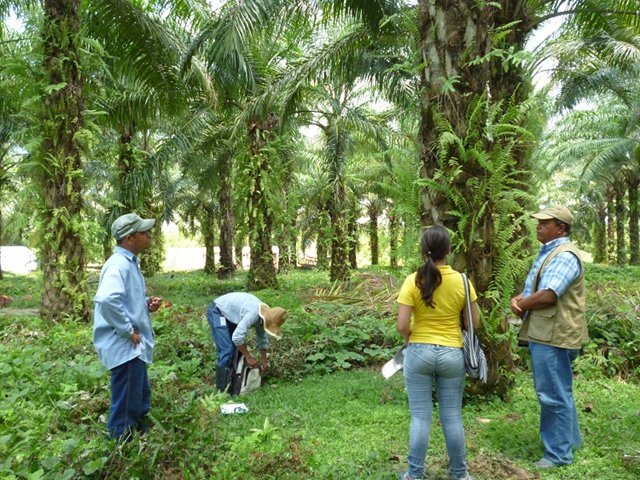 Primera brigada fitosanitaria en cultivos de palma de aceite en el Magdalena