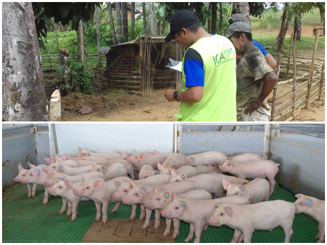 El archipiélago de San Andrés fortalece su producción porcícola 