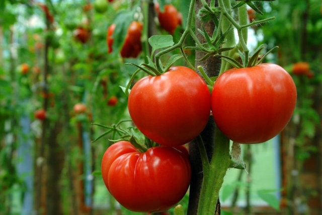 Foto-ICA-Actualizacion-de-normatividad-para-la-exportacion-de-vegetales-frescos-1.jpg