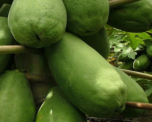 Colombia exporta con éxito papayas a Canadá