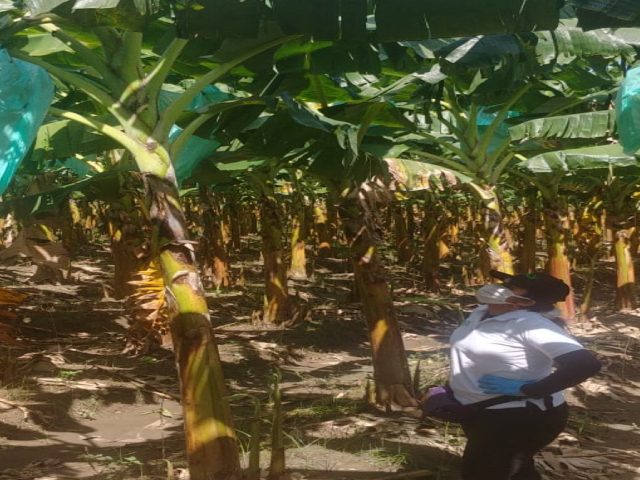 Productores de semilla seleccionada en el Casanare, acatan la reglamentación del ICA
