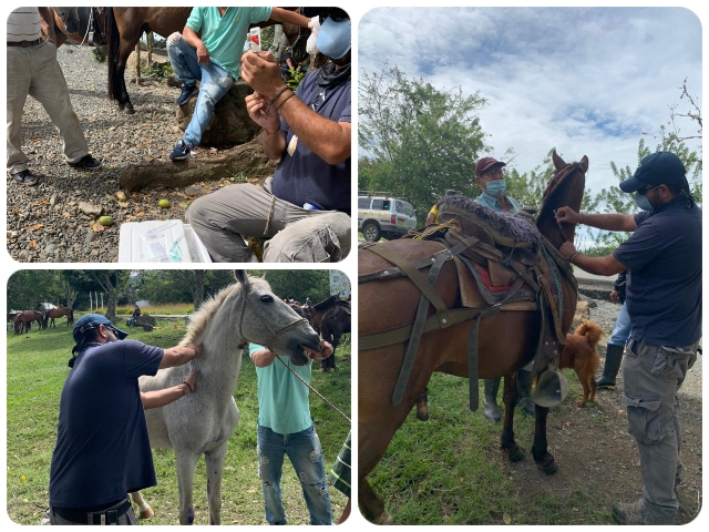 En el Valle del Cauca el ICA vacuna contra la encefalitis equina venezolana
