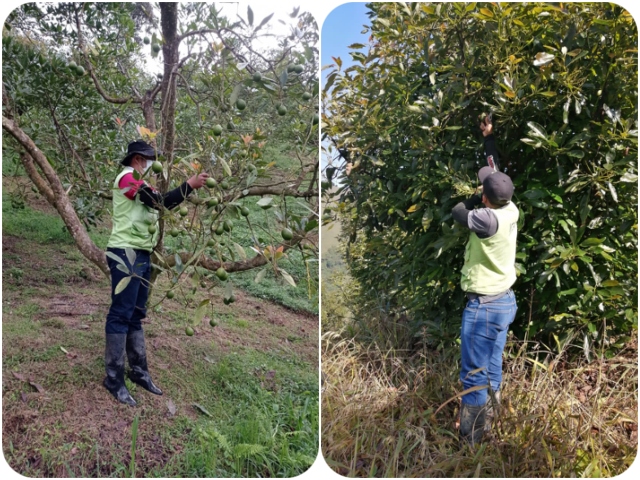 Proceso de caracterización en predios de aguacate Hass de Caldas
