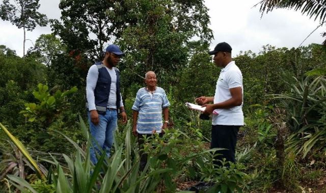 Con vigilancia fitosanitaria, el ICA mantiene la sanidad e inocuidad en la producción de piña del Quibdó