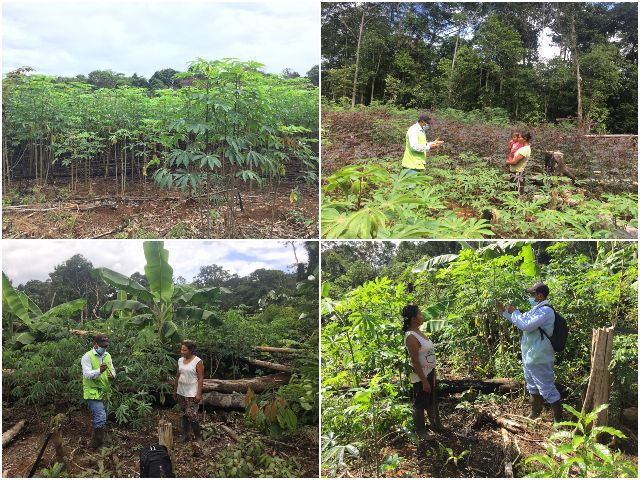 El ICA vela por la sanidad agrícola del Vaupés