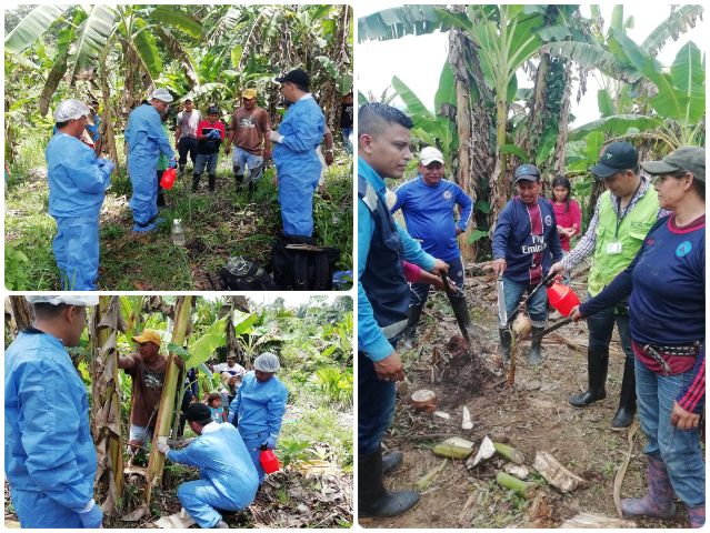 Vigilancia fitosanitarias a cultivos de plátano en Norte de Santander.