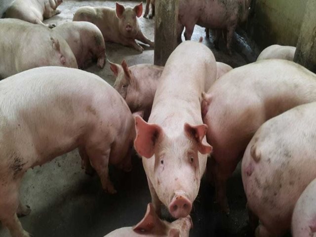 Productores porcícolas del Caquetá, recibieron actualización por parte del ICA 