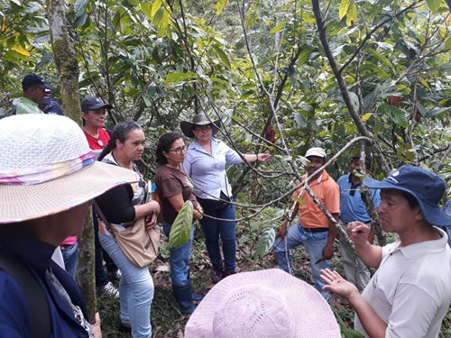 382-hectareas-inspeccionadas-para-controlar-enfermedades-y-plagas-en-cultivos-de-cacao-1.jpg 382-hectareas-inspeccionadas-para-controlar-enfermedades-y-plagas-en-cultivos-de-cacao-1.jpg
