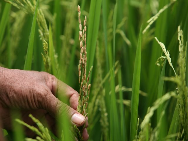 Semilla autorizada y siembra oportuna: las claves contra la ilegalidad y el Fenómeno de El Niño