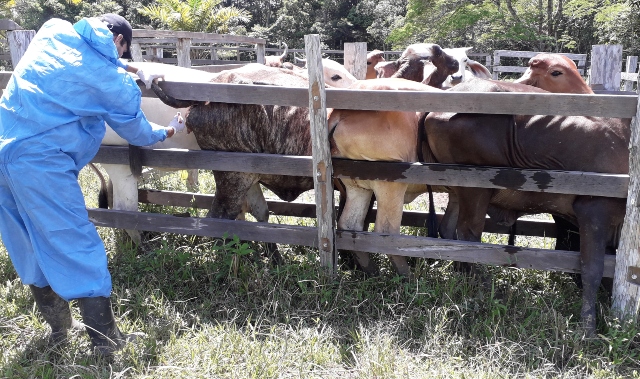 Para proteger su hato bovino, los productores del Vaupés se preparan para el II ciclo de vacunación contra la fiebre aftosa