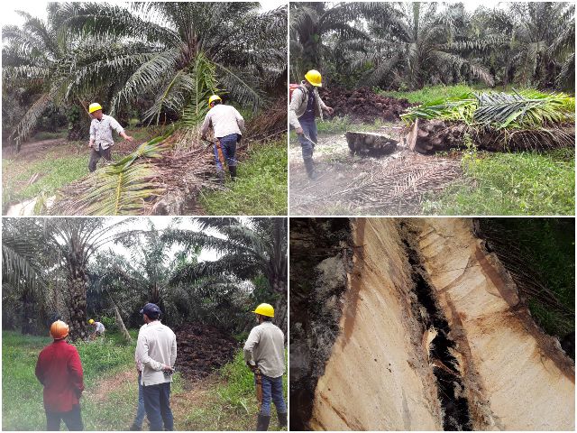 El ICA vigila y controla los predios palmeros de Bolívar 
