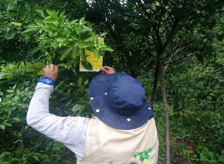 En  Antioquia, el ICA sigue reforzando el control para evitar el ingreso del HLB de los cítricos