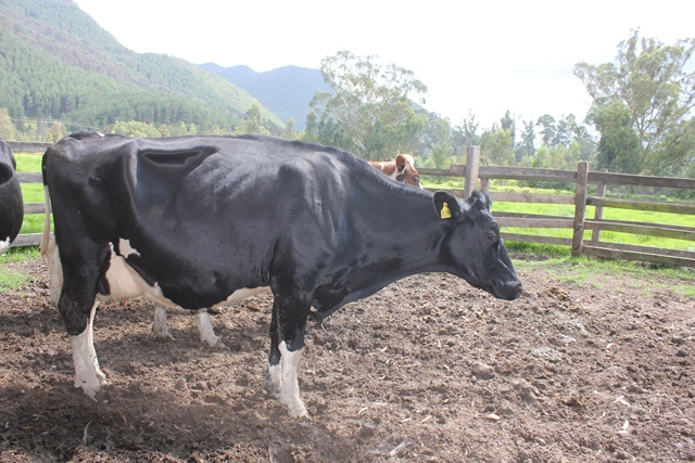 Abiertas las inscripciones para pertenecer al sistema de autorización de los programas de brucelosis y tuberculosis bovina