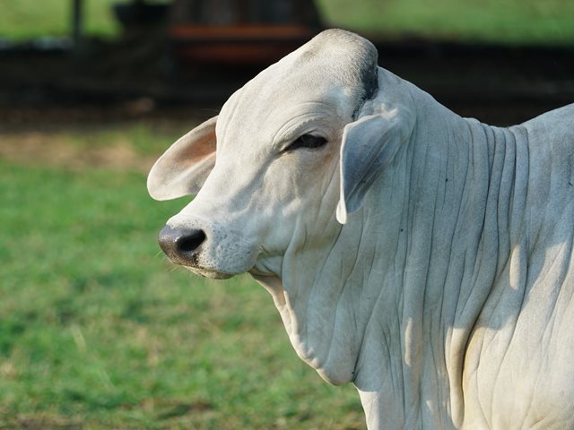 Argelia, nuevo destino para la carne bovina de origen colombiano