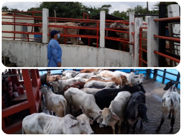 El ICA supervisa planta de beneficio animal en Guaviare