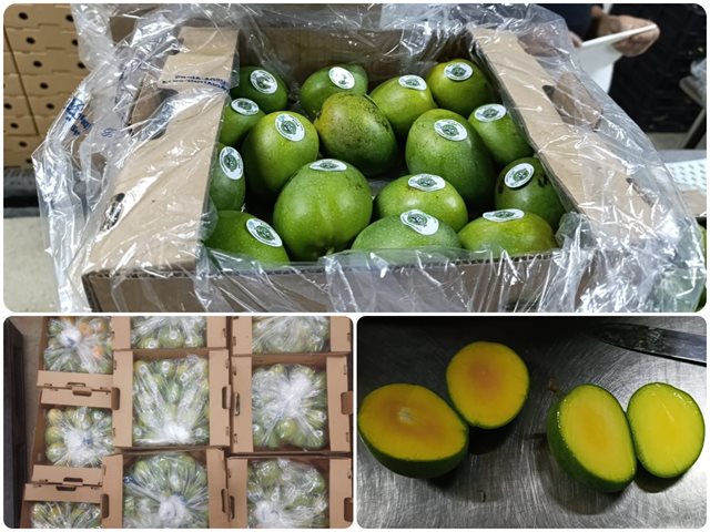 Envío del primer contenedor de mango dulce por vía marítima a Estados Unidos.
