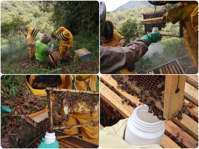 Predios apícolas de Cundinamarca con acompañamiento del ICA 