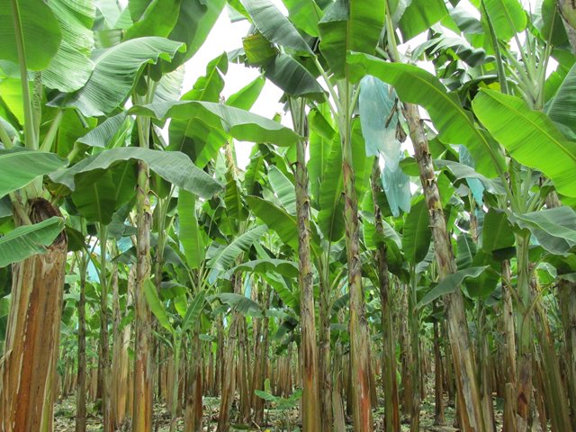 El ICA trabaja con los cultivadores de plátano y banano de Amazonas, para tecnificar sus cultivos 