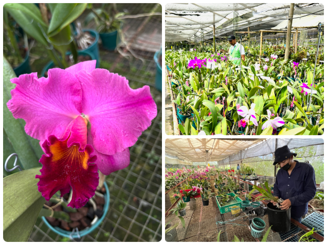 Orquídeas para exportación.