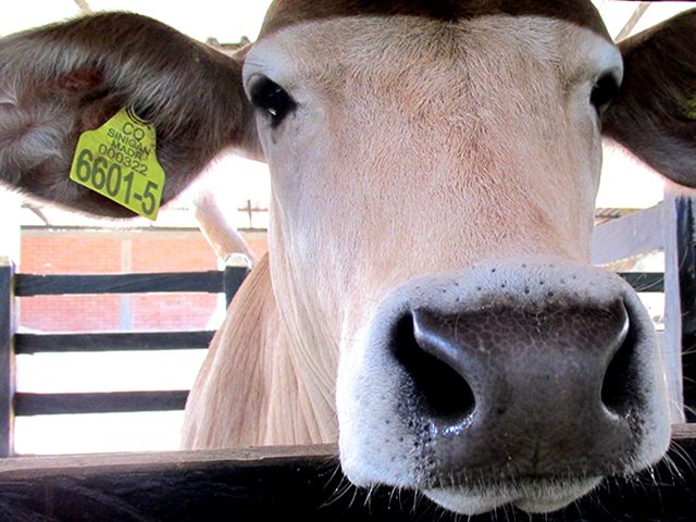 Ganaderos pueden solicitar las Guías Sanitarias de Movilización Interna de Animales, GSMI, en línea  