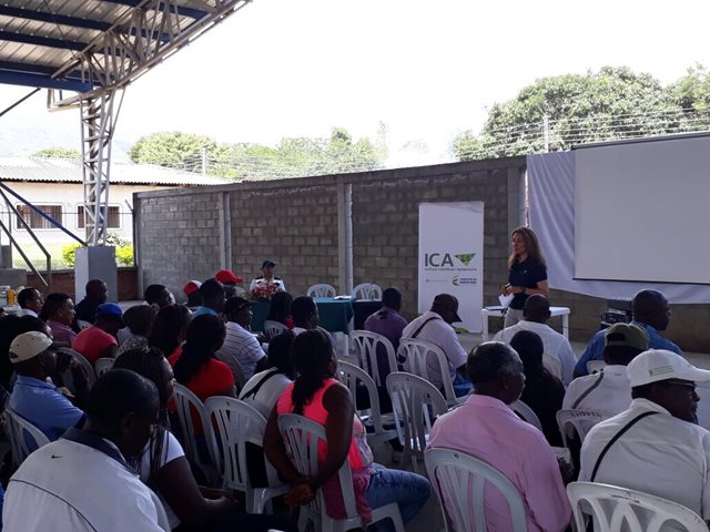 El ICA realizó taller práctico sobre el manejo integrado del cultivo de mango en el Cauca