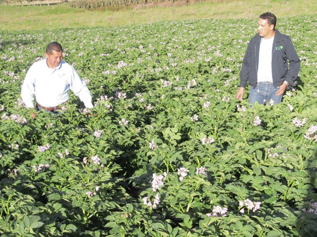 El ICA y Fedepapa establecen medidas fitosanitarias para mantener la sanidad en cultivos