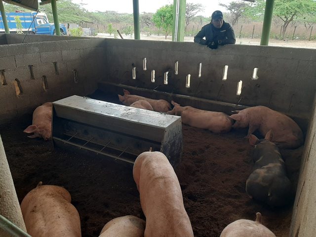 Visitas a explotaciones porcinas en predios de frontera en La Guajira