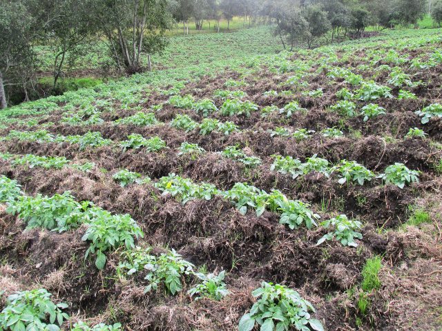 El ICA amplió el plazo hasta el 31 de mayo de 2020 para que empresas titulares de registro de insumos agrícolas reporten comercialización 