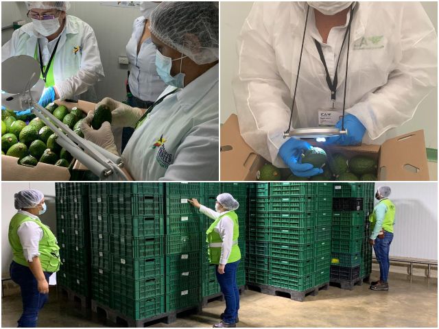 Foto-ICA-inspeccion-aguacates-exportacion-2.jpg