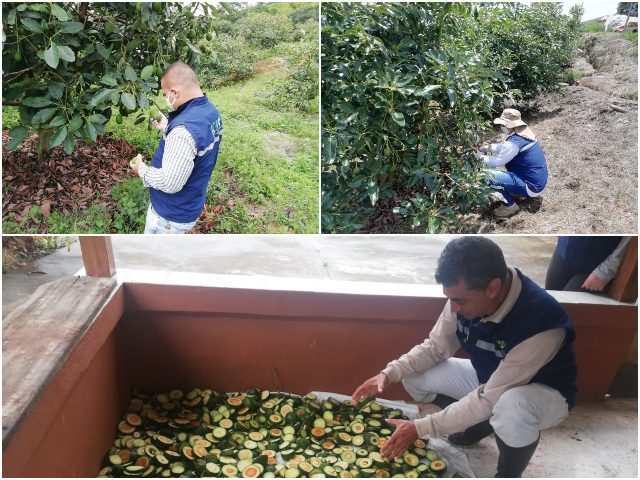 Aguacate Hass antioqueño de los mejor calidad. 