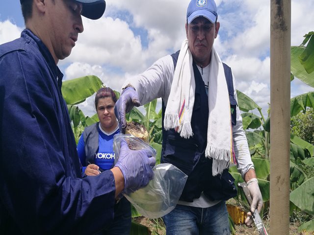 Cultivos de cacao en el Guaviare son monitoreados por el ICA para prevenir  plagas y enfermedades de control oficial