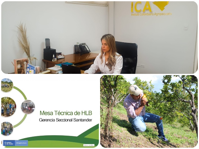Con trabajo en equipo el ICA fortalece la tradición citrícola en Santander  