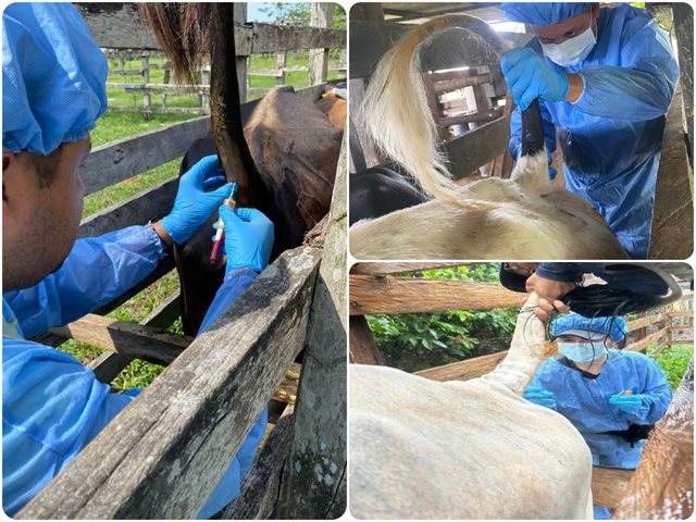 Muestreo fiebre aftosa y brucelosis bovina en Arauca.