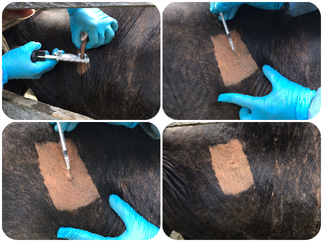 Arauca avanza en la prevención, control y erradicación de la tuberculosis bovina 