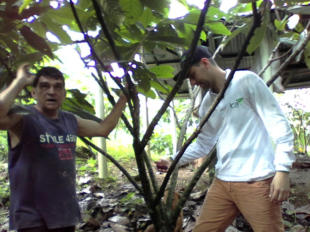 cacao-la-palma2.jpg
