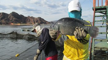 Peces-02.JPG