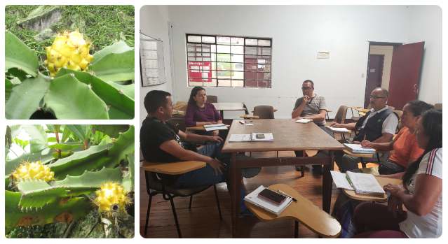 Cultivadores de pitahaya en Miraflores, Boyacá, trabajan para exportar calidad y sabor 