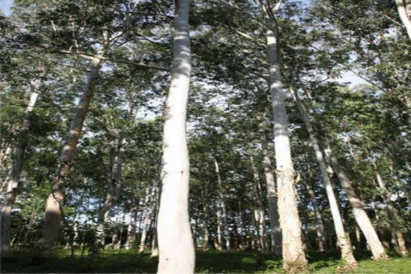 Producción forestal en la mira del Ica