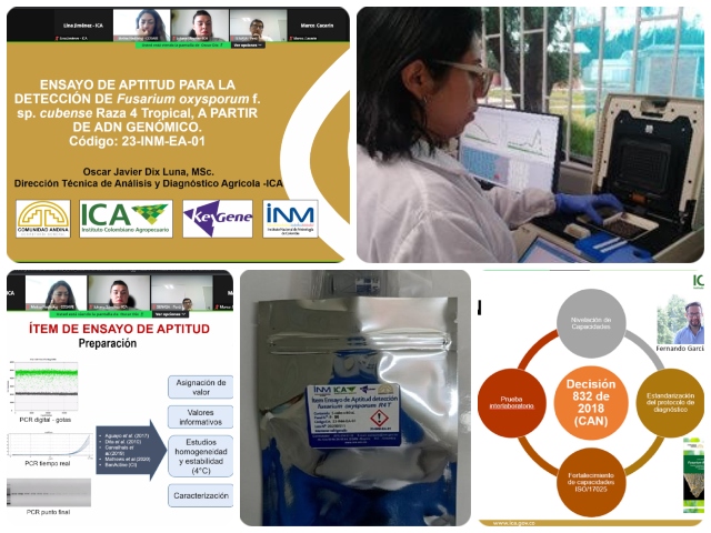 El ICA participó en primer ensayo de aptitud para la detección de FocR4T a partir de ADN Genómico