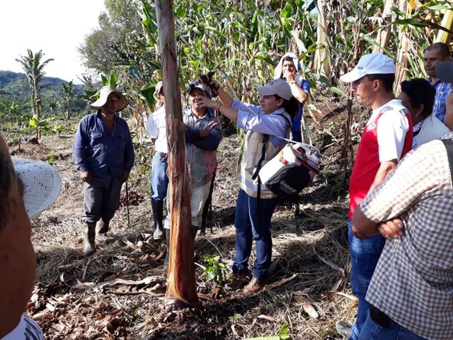 Agroempresarios de plátano y banano de Caldas trabajan para mejorar sus cultivos