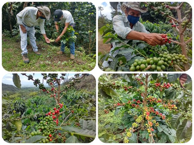 Monitoreo en cultivos de café del Valle del Cauca.